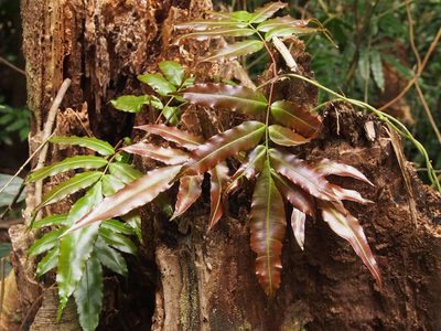 Salpichlaena papyrus, photographed by Lena Struwe