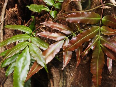 Salpichlaena papyrus, photographed by Lena Struwe