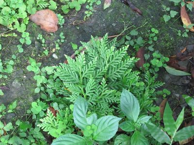 Selaginella delicatula, photographed by 雲一百香果