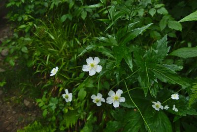 Ranunculus platanifolius, photographed by kalopsia