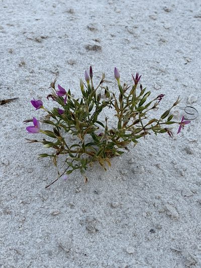 Zeltnera maryanniana, photographed by CK2AZ