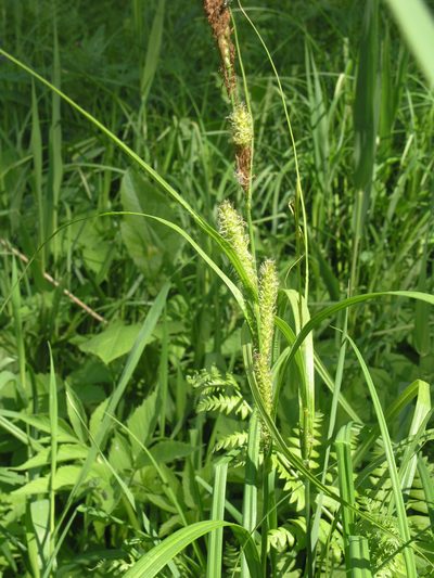 Carex atherodes, photographed by Oleg Kosterin