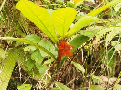 Columnea purpurata, photographed by Lena Struwe