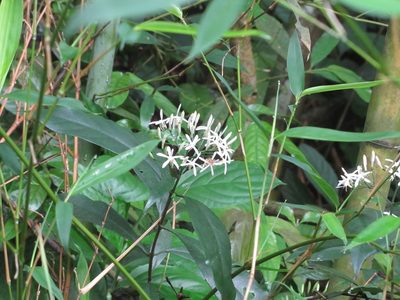Tarenna gracilipes, photographed by 雲一百香果