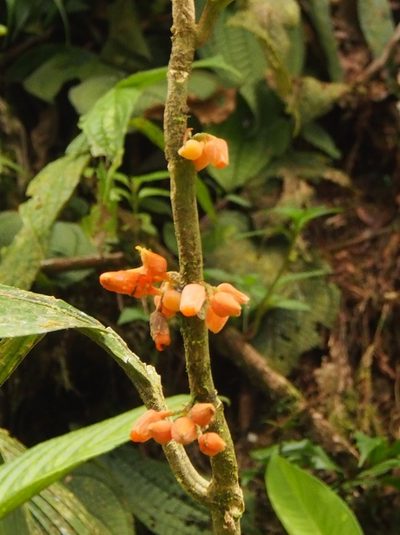 Besleria robusta, photographed by Lena Struwe