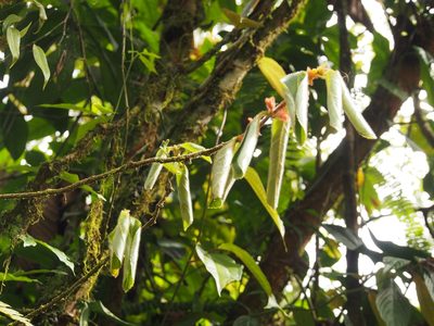 Columnea parviflora, photographed by Lena Struwe