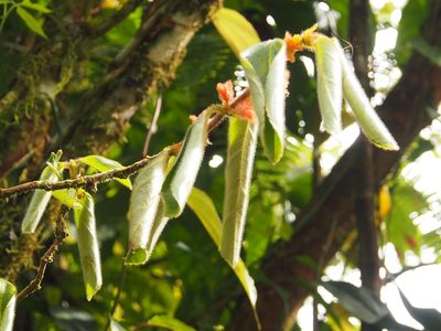 Columnea parviflora, photographed by Lena Struwe