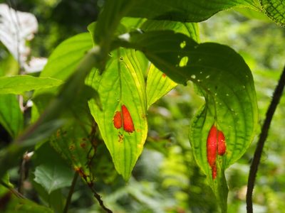Columnea consanguinea, photographed by Lena Struwe