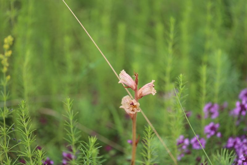 Orobanche alba, photographed by Bee Together