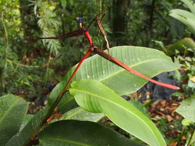 Heliconia vaginalis, photographed by Lena Struwe