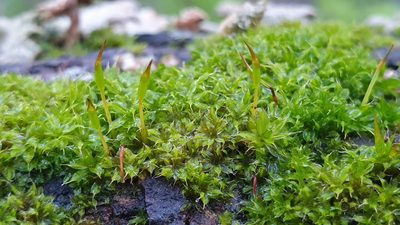 Syntrichia papillosa, photographed by Andrew Thornhill