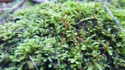 Racopilum cuspidigerum, photographed by Andrew Thornhill
