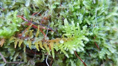Thuidiopsis sparsa, photographed by Andrew Thornhill