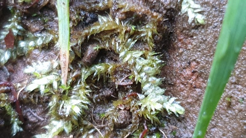 Rhynchostegium tenuifolium, photographed by Andrew Thornhill