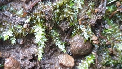 Rhynchostegium tenuifolium, photographed by Andrew Thornhill