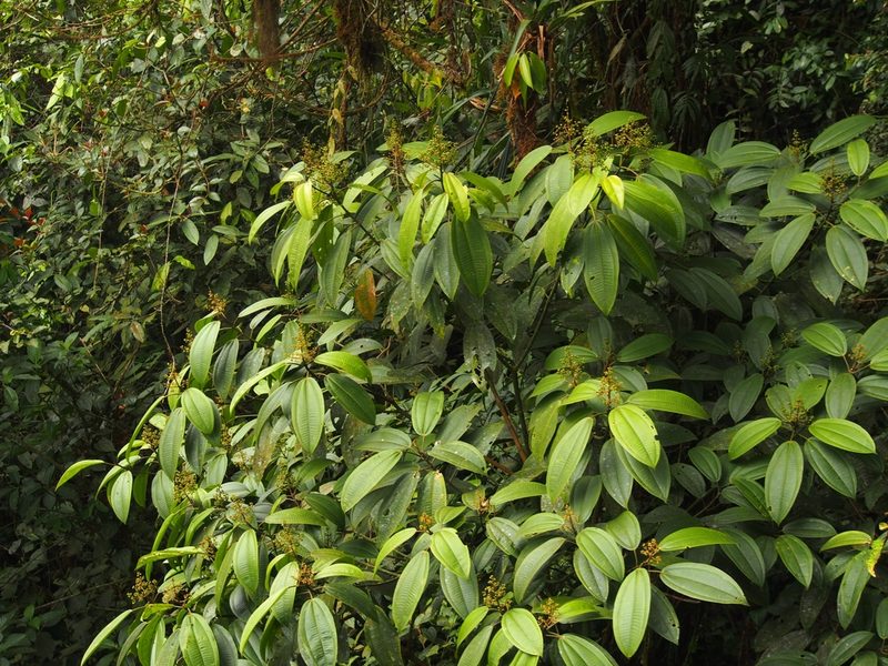 Miconia commutata, photographed by Lena Struwe