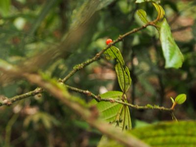 Miconia aurantiaca, photographed by Lena Struwe