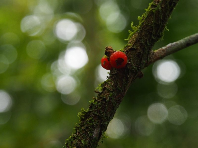 Miconia aurantiaca, photographed by Lena Struwe