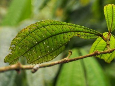 Miconia aurantiaca, photographed by Lena Struwe