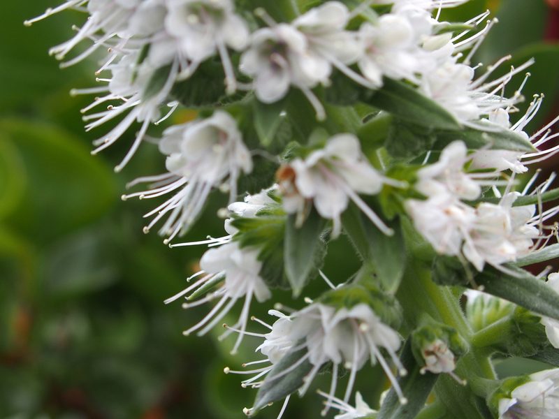 Echium hierrense, photographed by byb