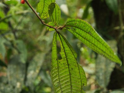 Miconia aurantiaca, photographed by Lena Struwe