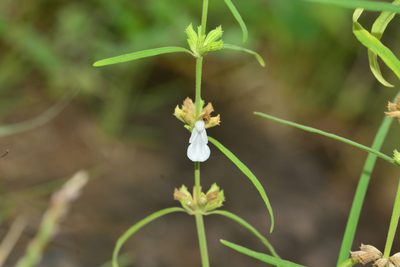 Leucas longifolia, photographed by S.MORE