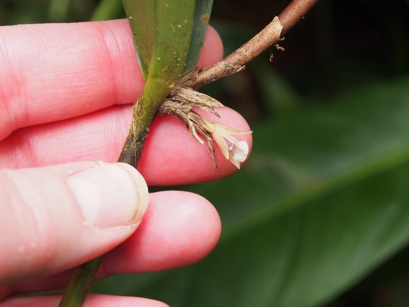Scaphyglottis bilineata, photographed by Lena Struwe