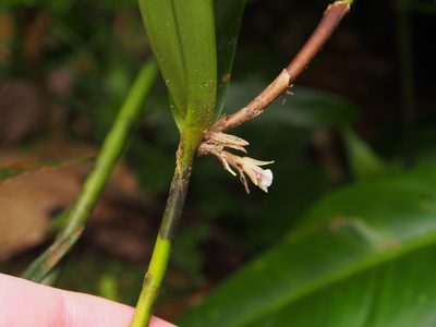 Scaphyglottis bilineata, photographed by Lena Struwe