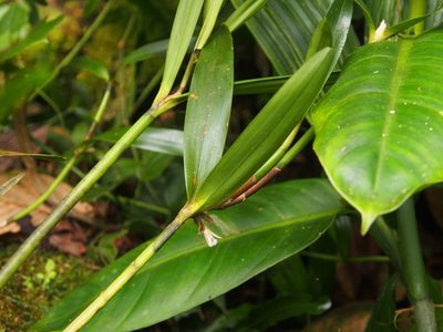 Scaphyglottis bilineata, photographed by Lena Struwe