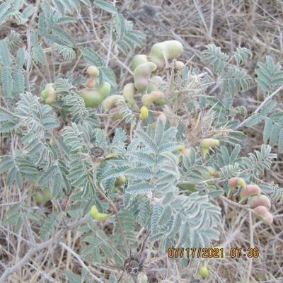 Prosopis farcta, photographed by Dan Horowitz