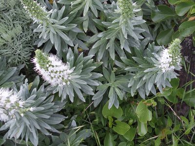 Echium hierrense, photographed by byb