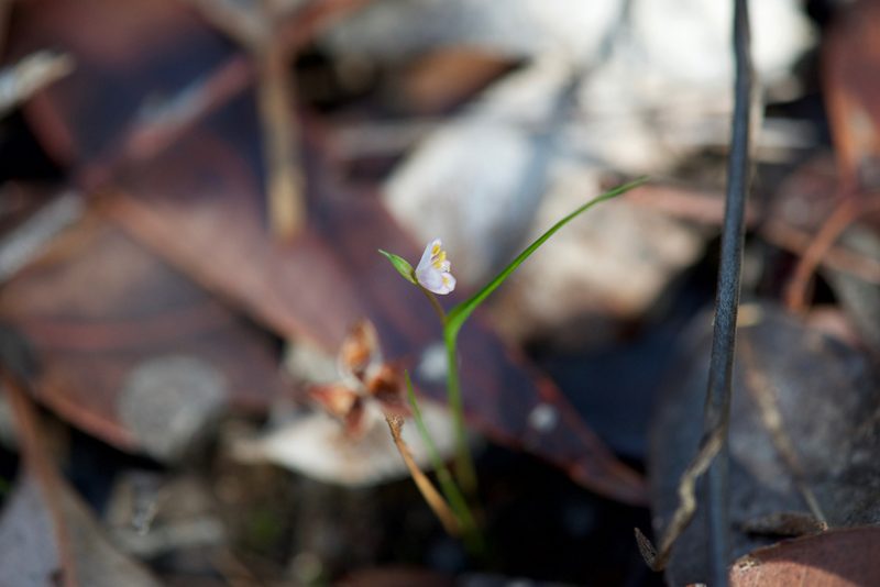 Wurmbea cernua, photographed by Ruth Clark