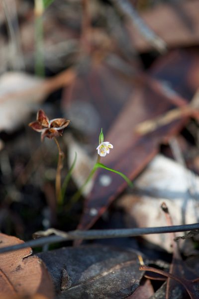 Wurmbea cernua, photographed by Ruth Clark