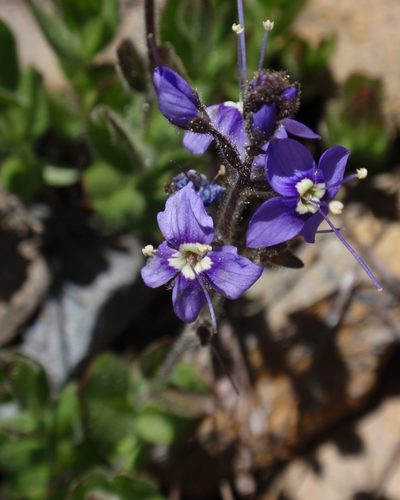 Veronica copelandii, photographed by tomhilton
