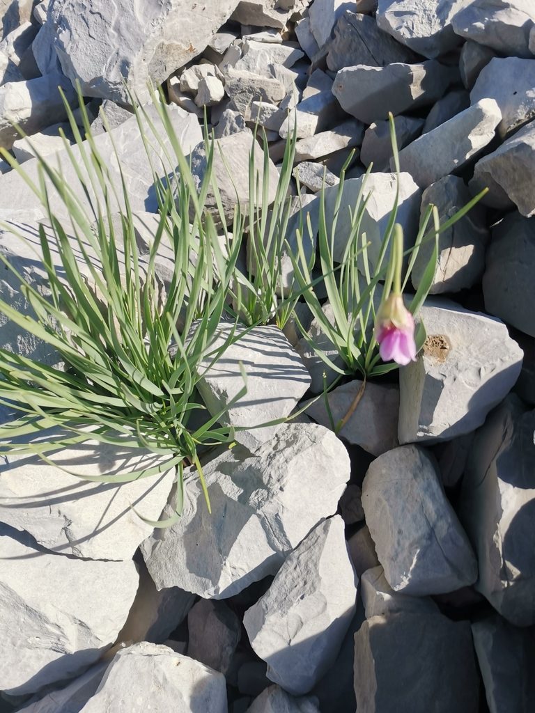 Allium narcissiflorum, photographed by Roland Godon
