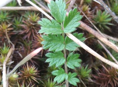 Acaena agnipila, photographed by Joe Potter Butler