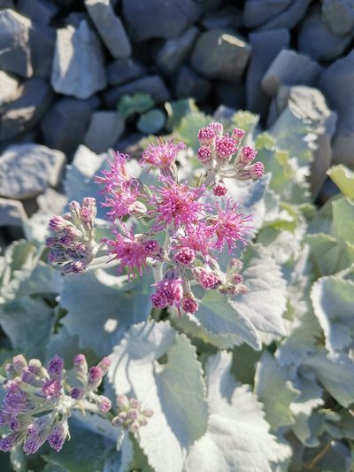 Adenostyles leucophylla, photographed by Roland Godon