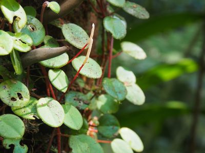 Peperomia ciliaris, photographed by Lena Struwe