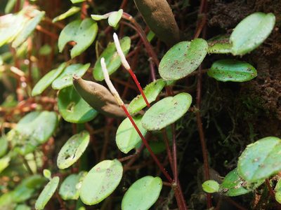 Peperomia ciliaris, photographed by Lena Struwe