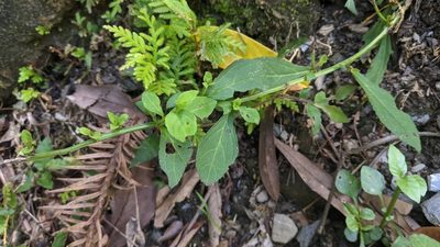 Veronicastrum loshanense, photographed by Cheng-Te Hsu