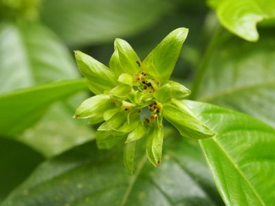 Palicourea suerrensis, photographed by Lena Struwe