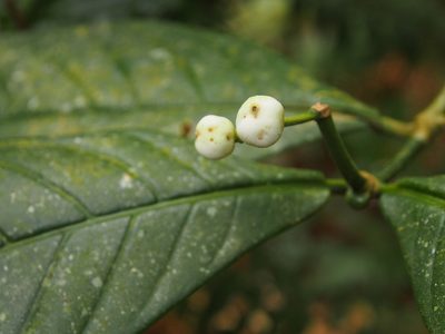 Rudgea reducticalyx, photographed by Lena Struwe