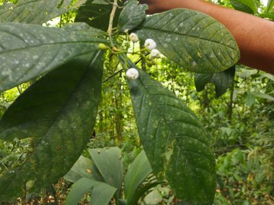 Rudgea reducticalyx, photographed by Lena Struwe