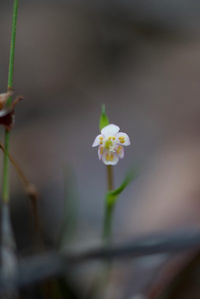 Wurmbea cernua, photographed by Ruth Clark