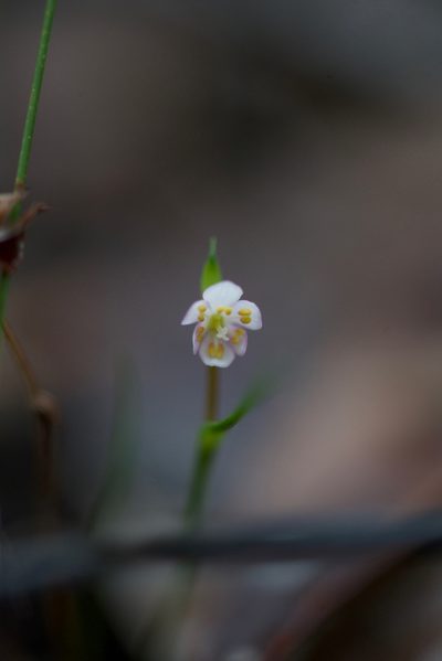 Wurmbea cernua, photographed by Ruth Clark