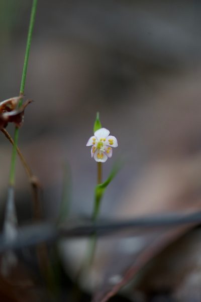 Wurmbea cernua, photographed by Ruth Clark