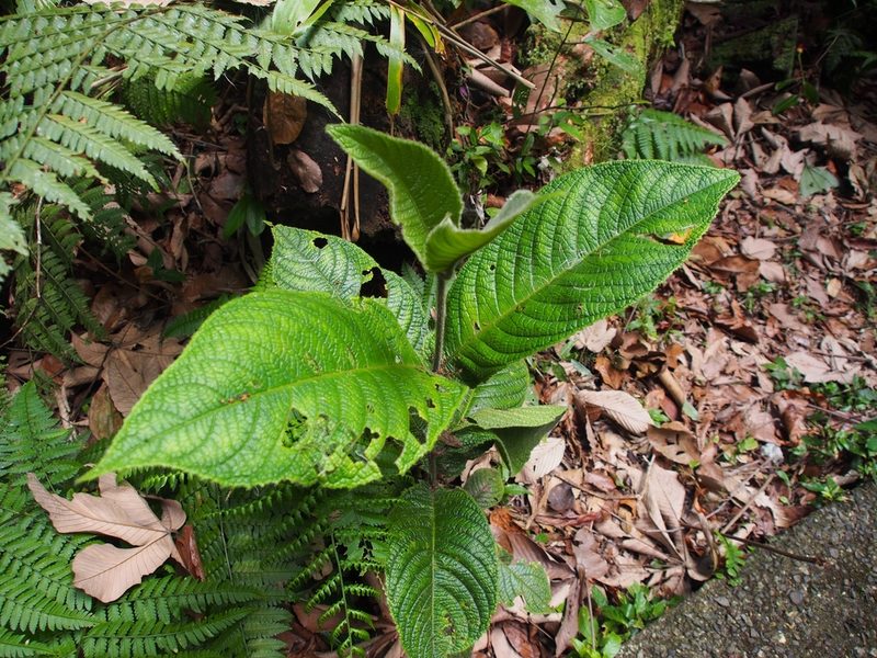 Siparuna grandiflora, photographed by Lena Struwe