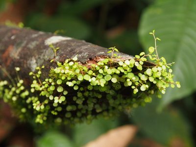 Peperomia emarginella, photographed by Lena Struwe