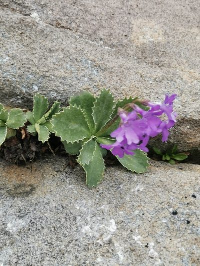 Primula marginata, photographed by Roland Godon