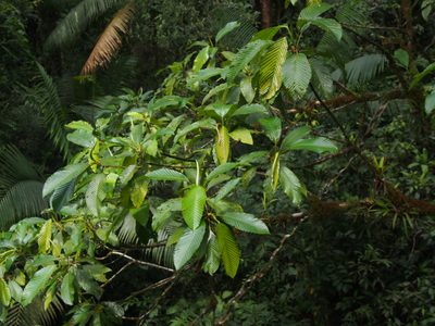 Pourouma minor, photographed by Lena Struwe